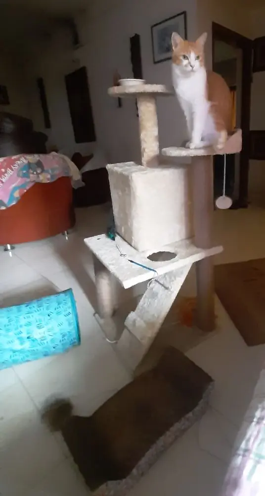 cat garu pet caturday