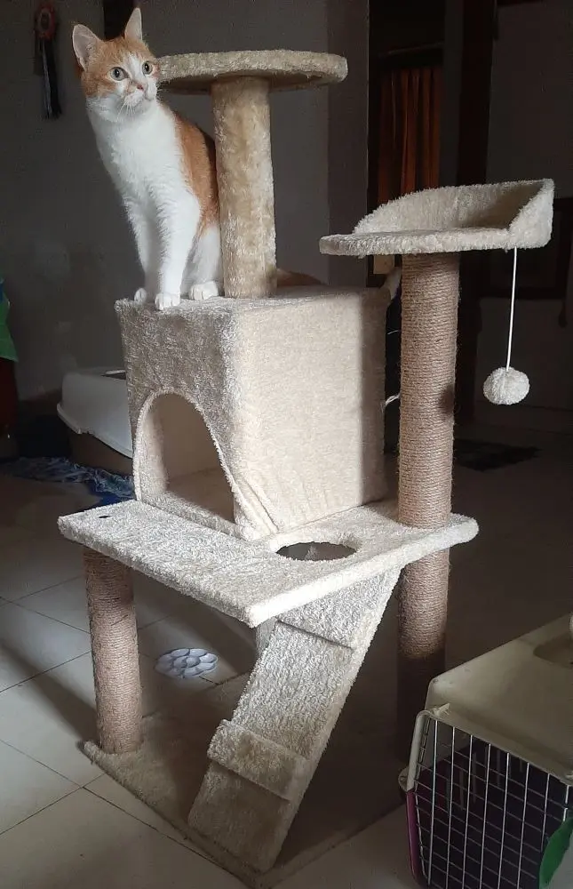 cat cattree pets photo