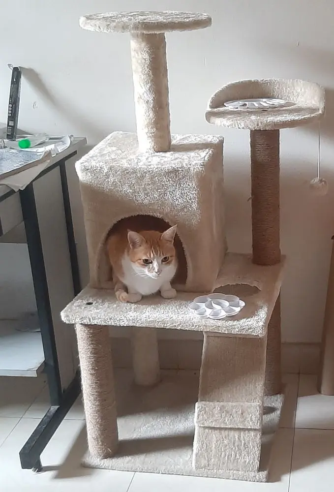 cat pets life photo