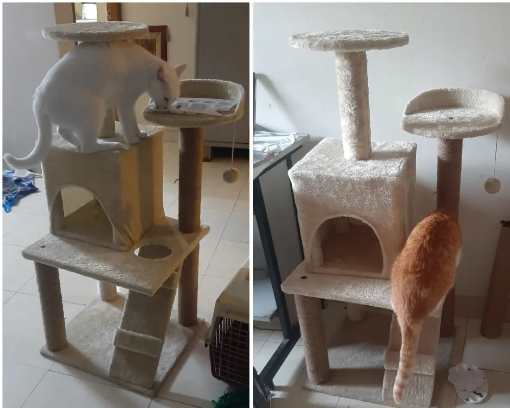 pets cats photo lifestyle