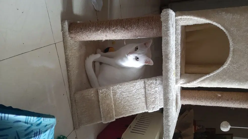 cat pet photo cattree