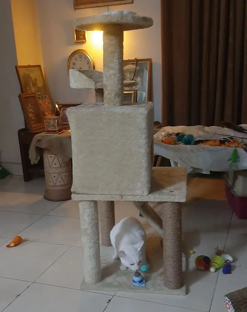 cat pet photo fun caturday