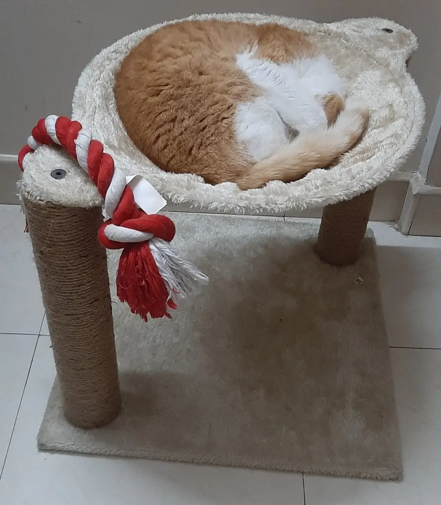 cat garu pet caturday