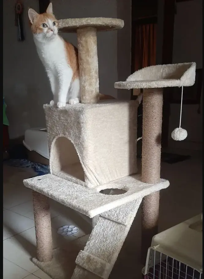 cat pet toys