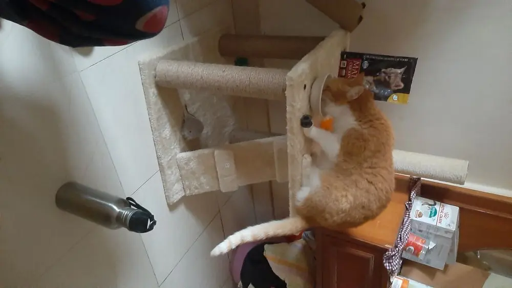 cat cattree pets photo toys