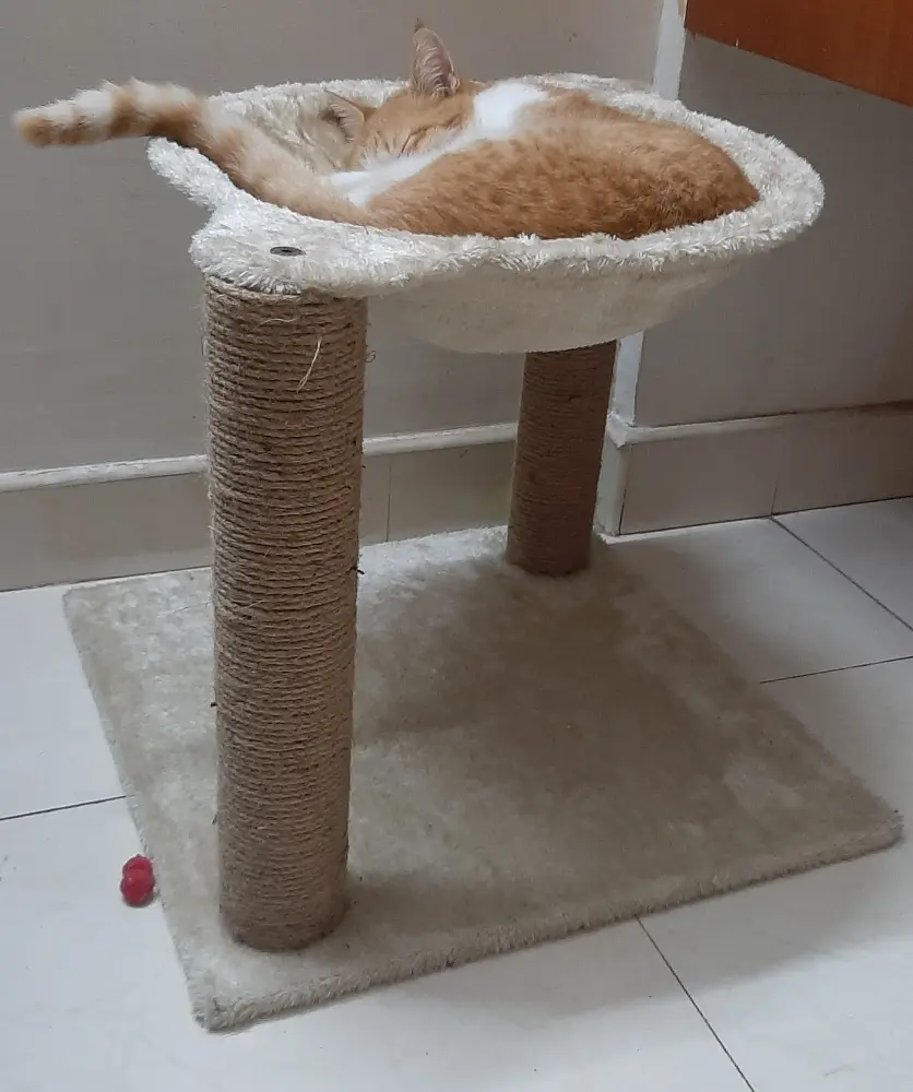 cat pet photo toy