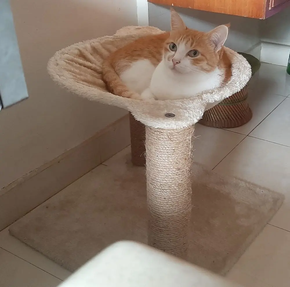 cat pets life photo