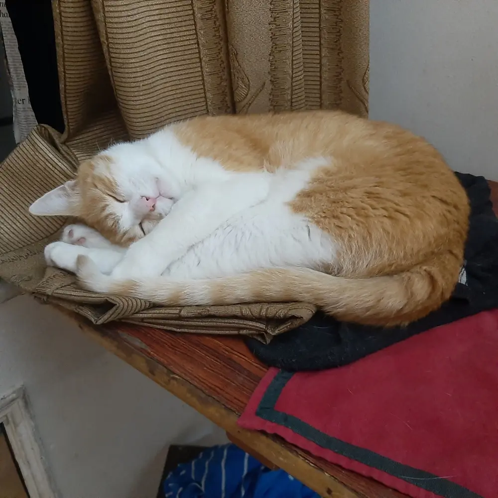 cat pet photo sleep