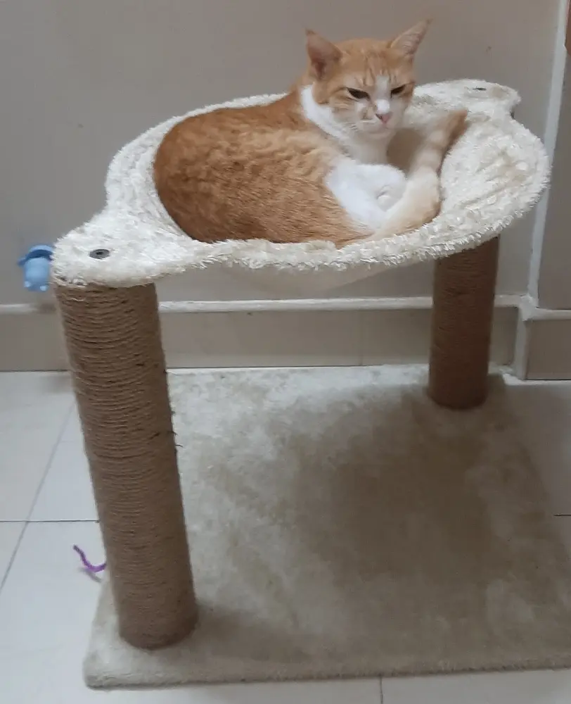 cat garu pet caturday