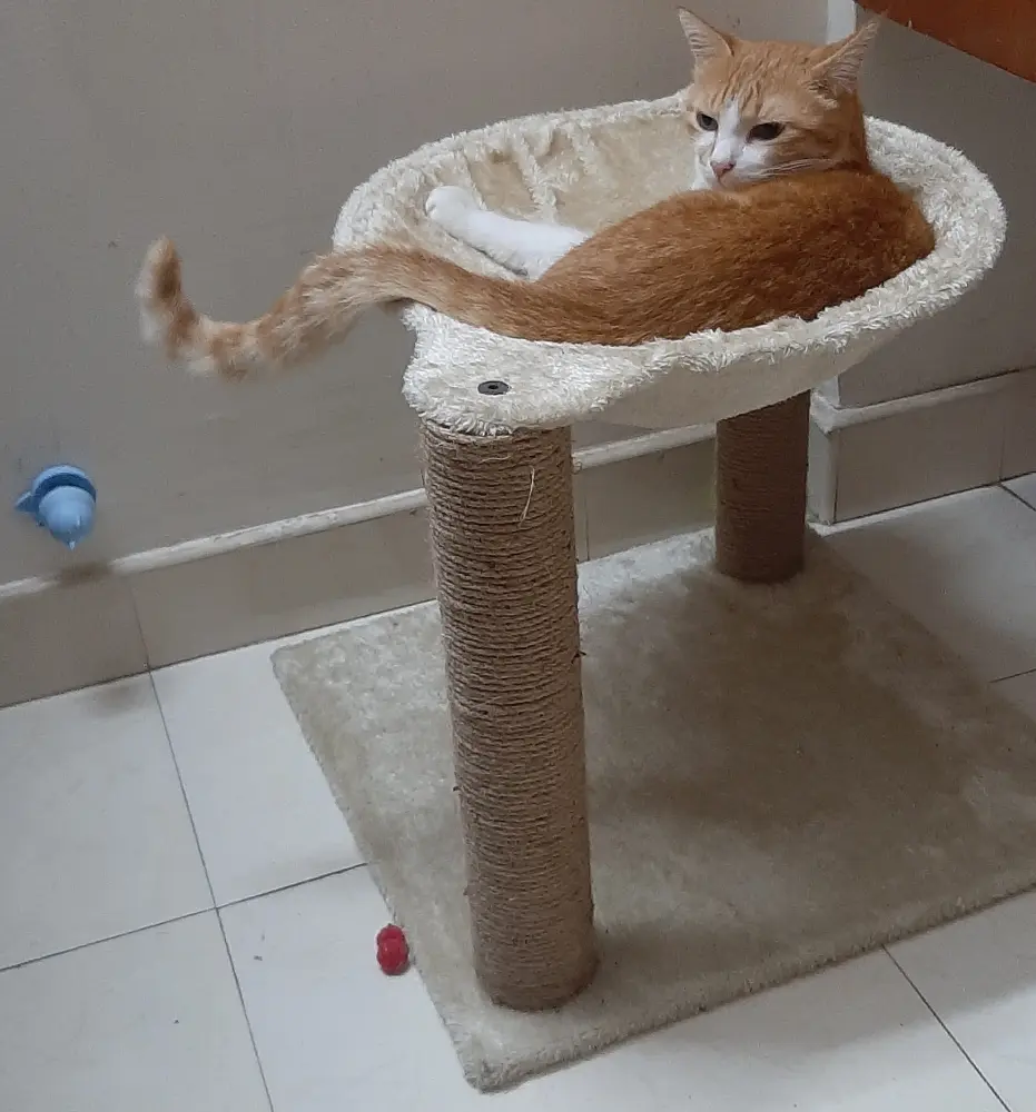 cat pet life toys