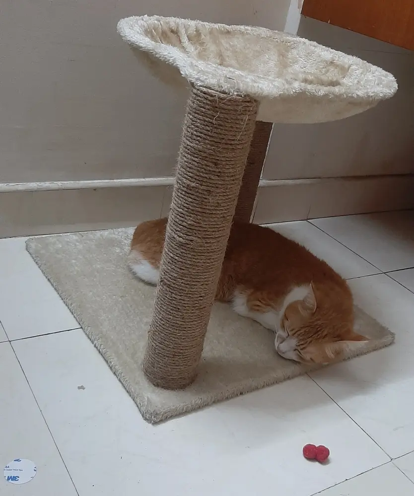 cat pet toys photo
