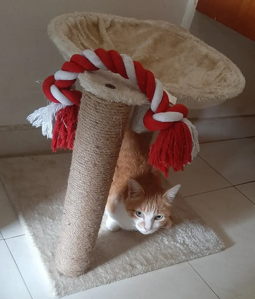 cat pets life photo