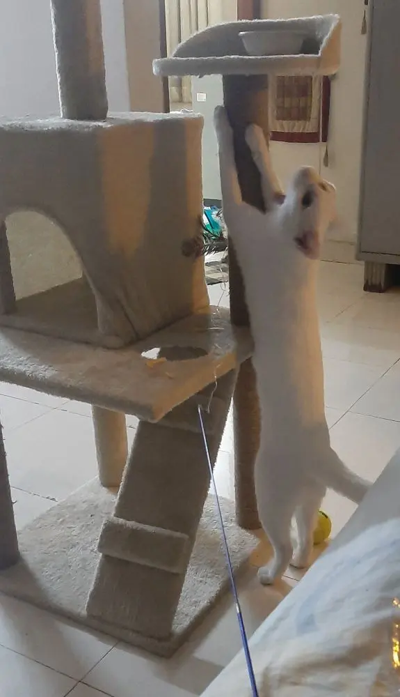 cat photo toys