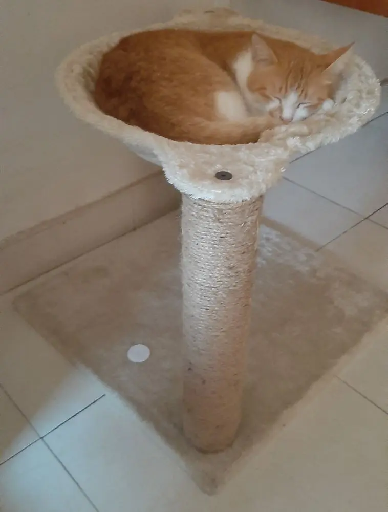 photo cat pet