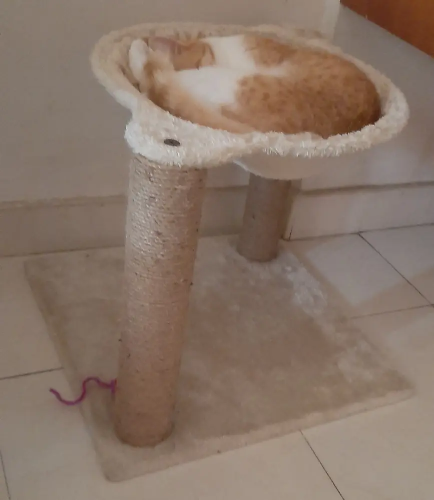 cat photo rest