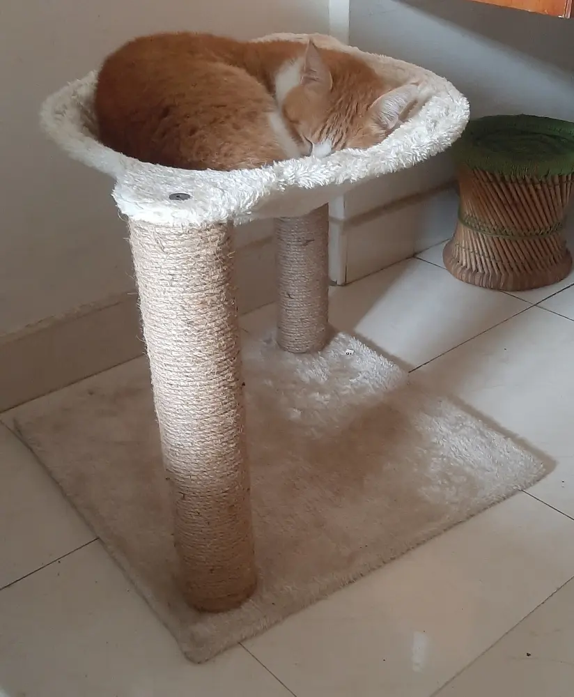 cat pet life photo toy
