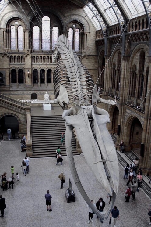 Natural History Museum (London)