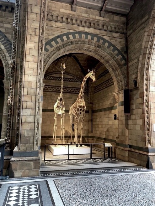 Natural History Museum (London)