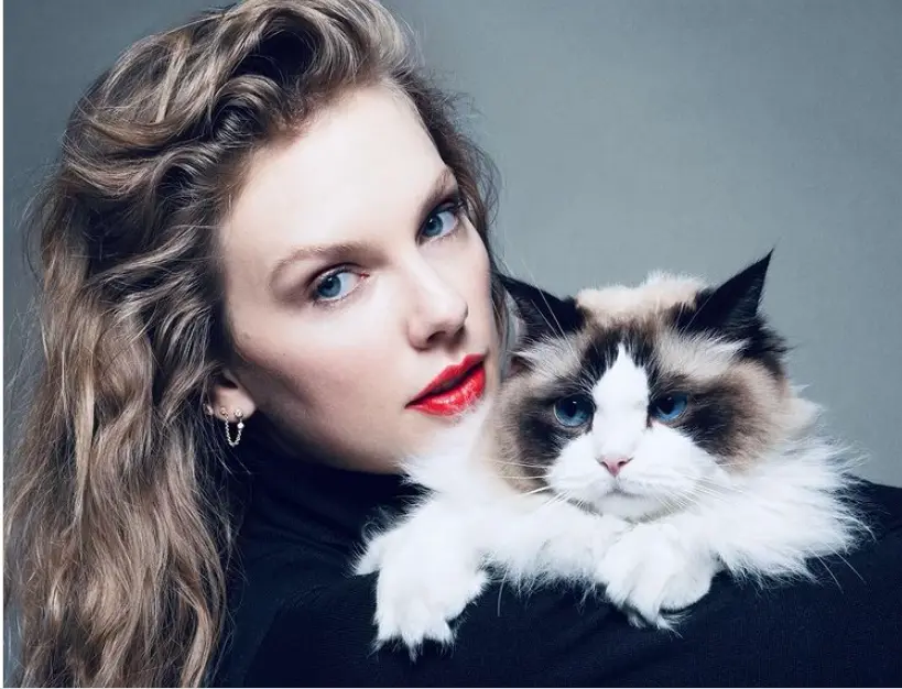 cat taylorswift trump