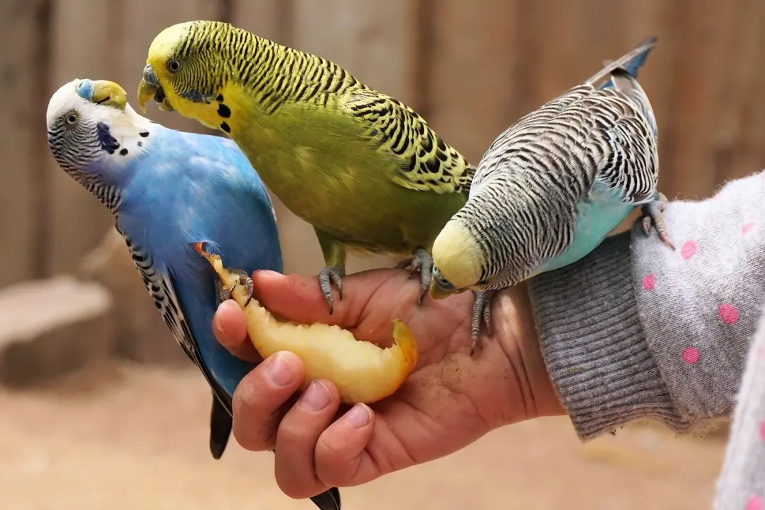budgies