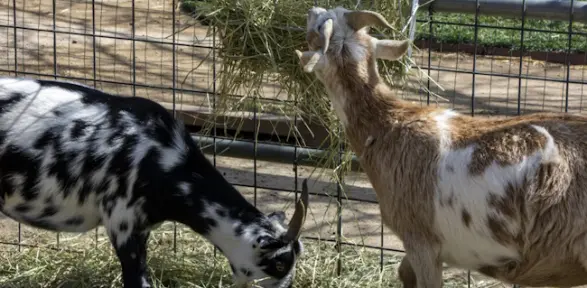 Cabras