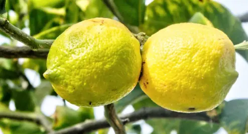 Limones