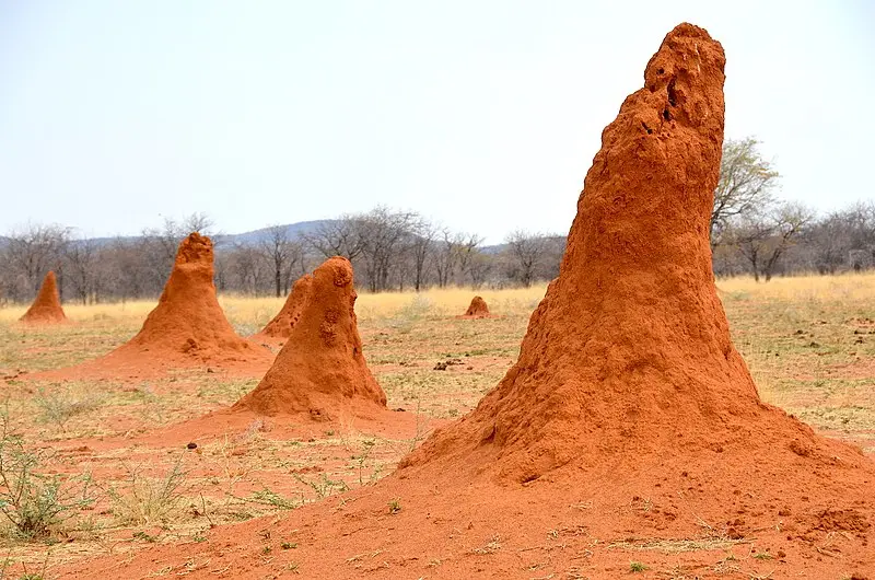 Termites in the Millions in organized Nests or Hills