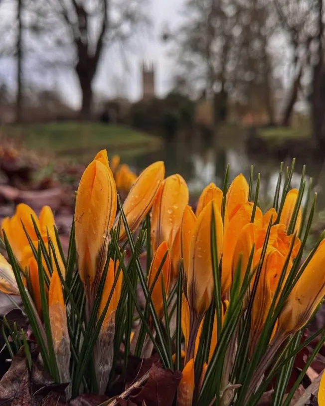 Oxford's Spring Mood