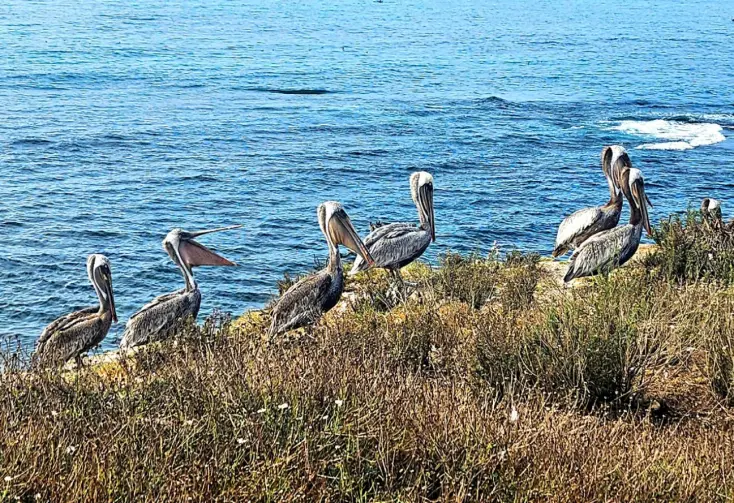 La Jolla