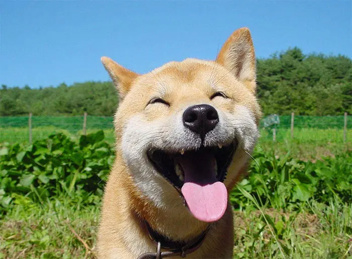 shiba inu