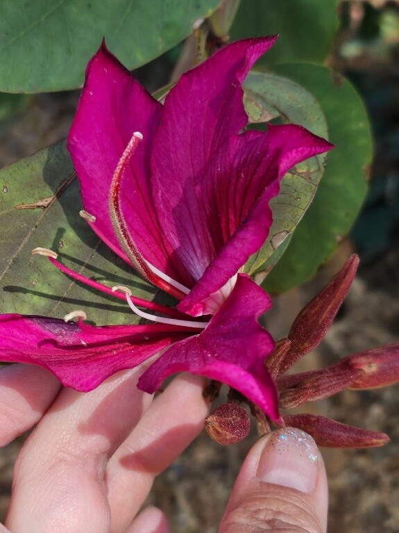 Los Angeles County Arboretum and Botanical Garden