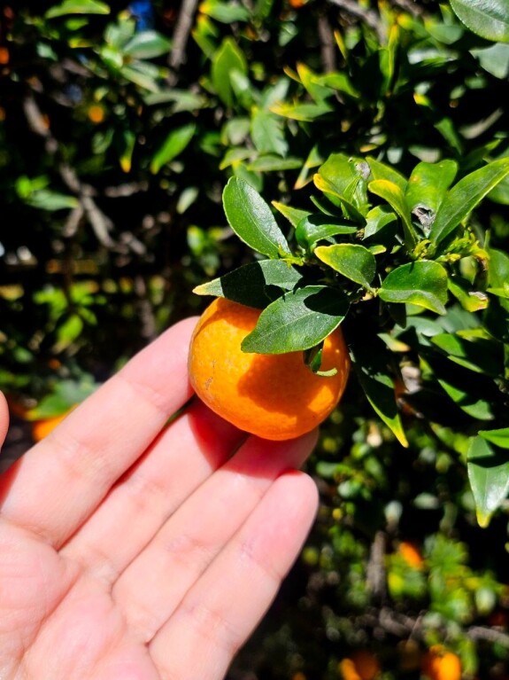 Los Angeles County Arboretum and Botanical Garden