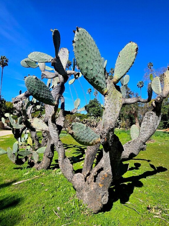 Los Angeles County Arboretum and Botanical Garden