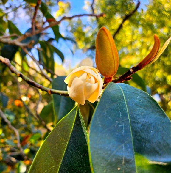 Los Angeles County Arboretum and Botanical Garden