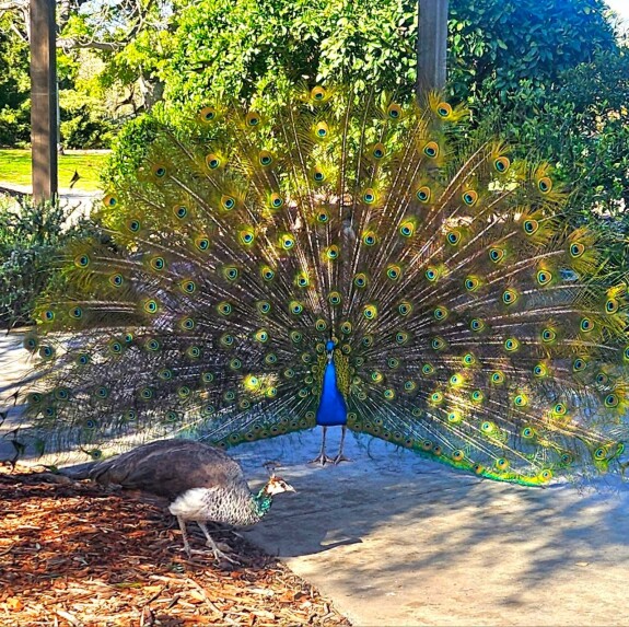 Los Angeles County Arboretum and Botanical Garden