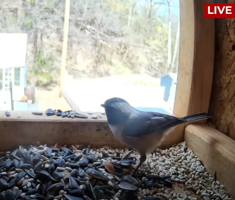 Nano XNO Bird Feeder