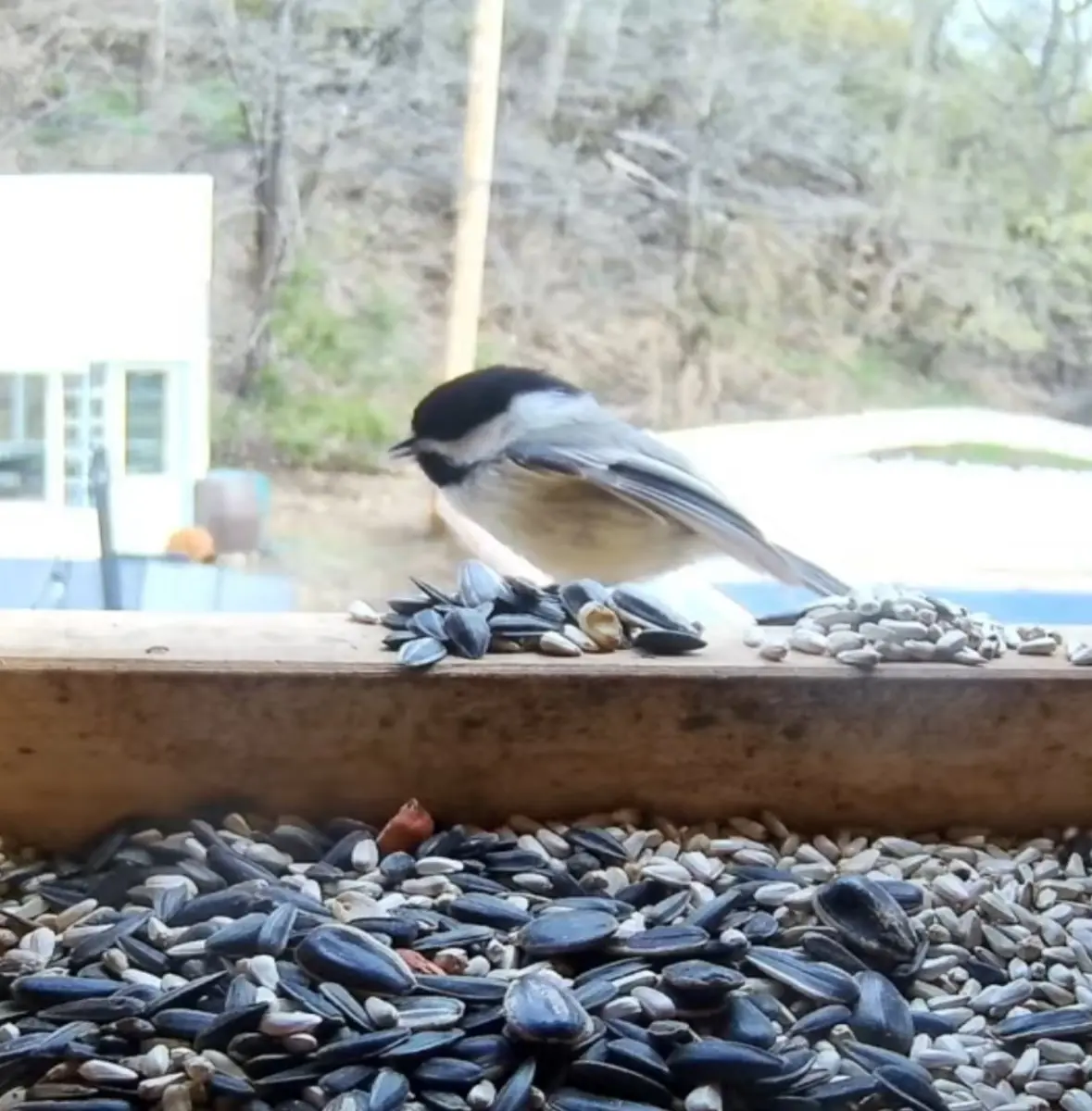 Nano XNO Bird Feeder