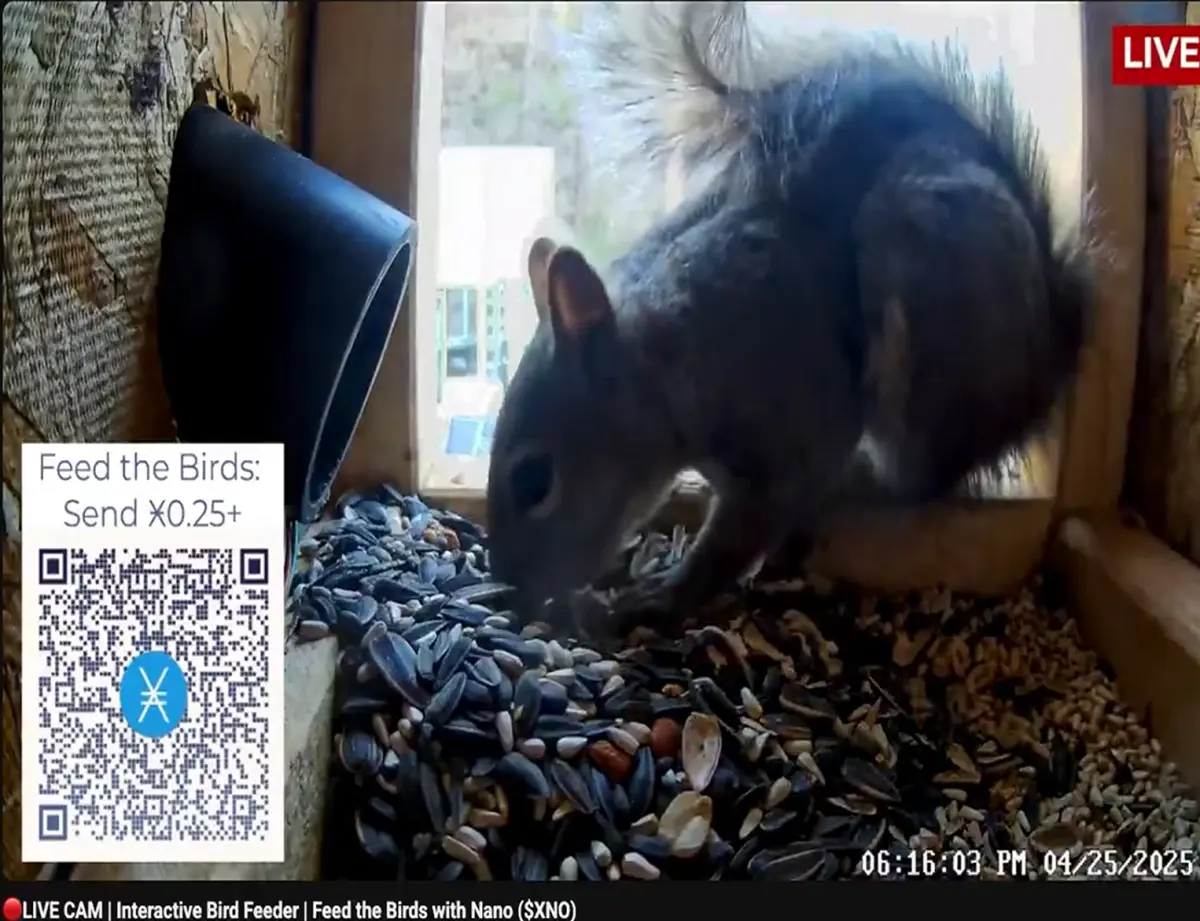 Nano XNO feed the Squirrel