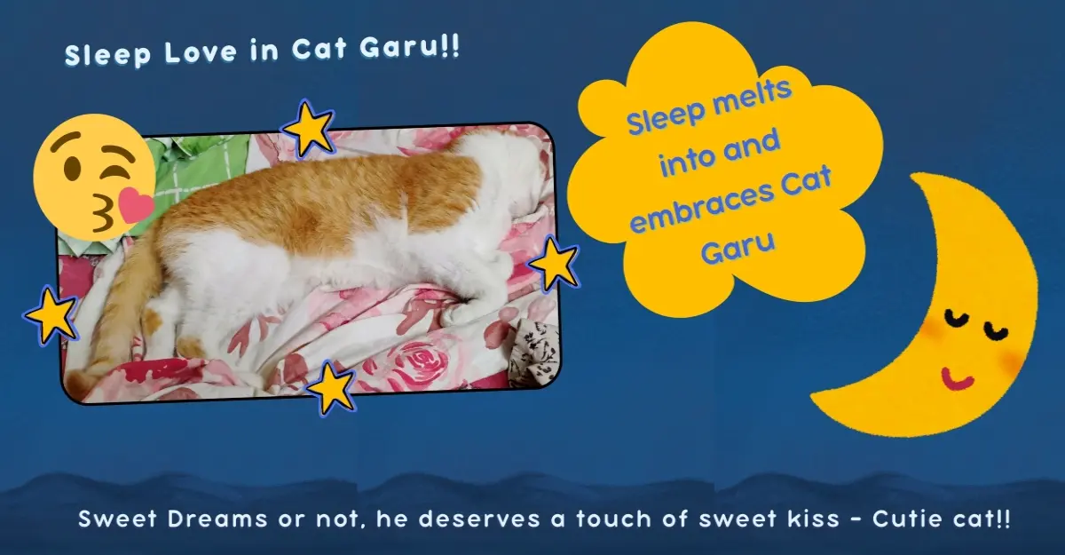 cats pets meme life love
