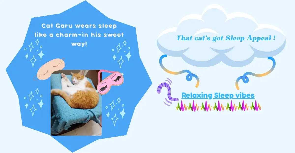 sleep cat pet meme lifestyle health