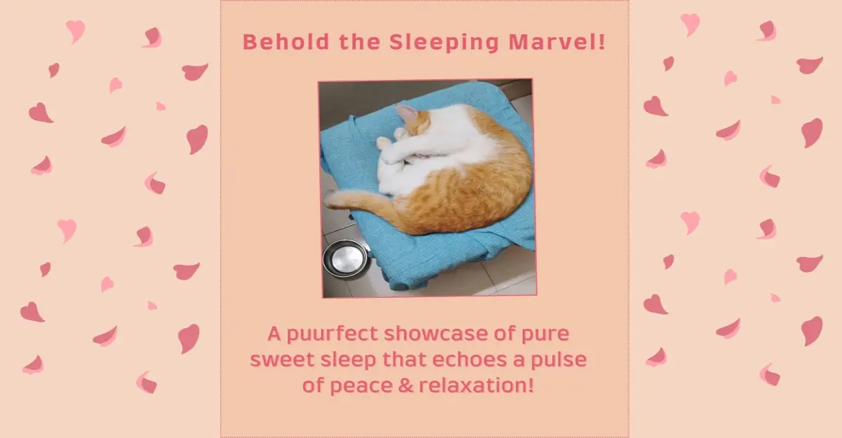 sleep peace meme cat pet lifestyle