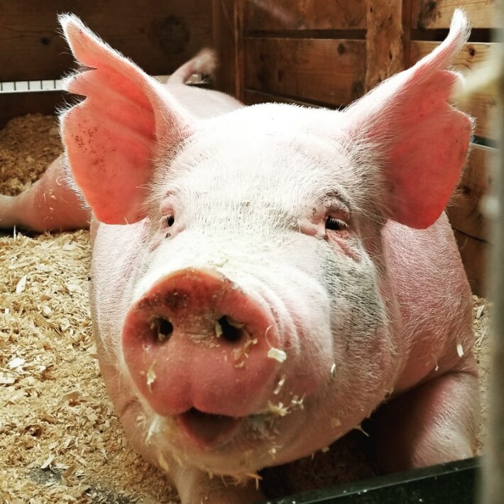 A Very Nice Pig