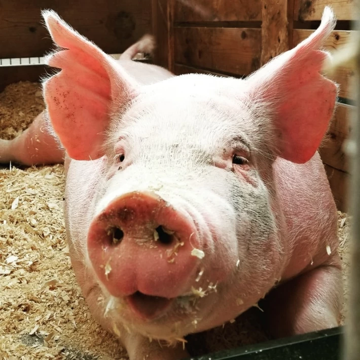 A Very Nice Pig