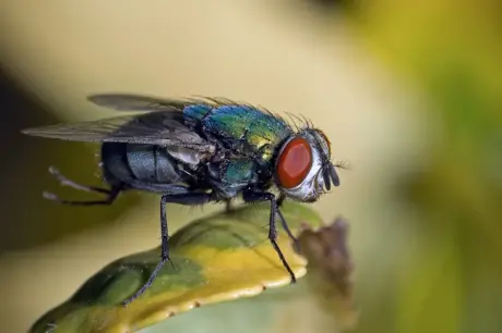 Mosca