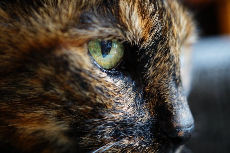 cat zodiac sign