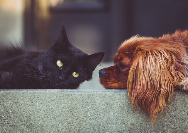 cat and dog business ideas