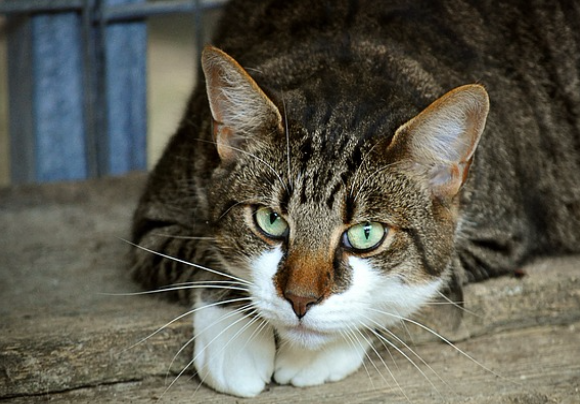 cats mimic owners traits