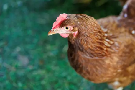 Gallina