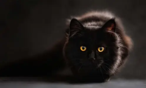 Gato