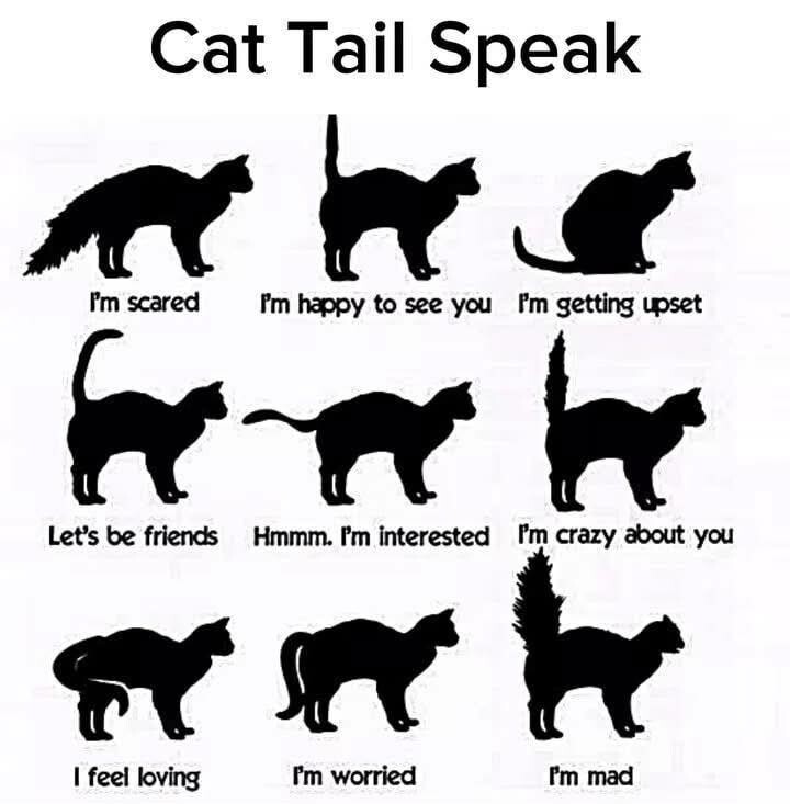 cat tail speak